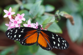 Картинка животные бабочки макро розовые цветы крылья бабочка