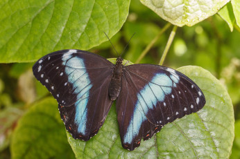 Картинка животные бабочки усики листья крылья бабочка макро
