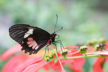 Картинка животные бабочки ветка крылья бабочка листья макро