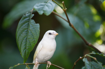 Картинка животные птицы bob decker макро птица белая листья