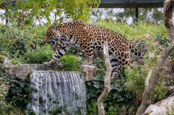 Картинка животные Ягуары кошка водопад заросли зоопарк пятна прогулка
