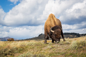 Картинка животные зубры +бизоны бизон рога мощь пастбище