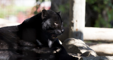 Картинка животные пантеры ягуар черный кошка зоопарк