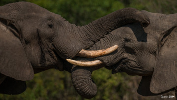 Картинка животные слоны пара бивни хобот уши серый