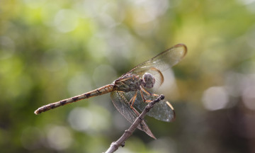 Картинка животные стрекозы bob decker макро стрекоза фон крылья насекомое травинка