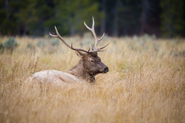 Обои картинки фото животные, олени, рога, морда, трава, луг, осень, лежит, отдых