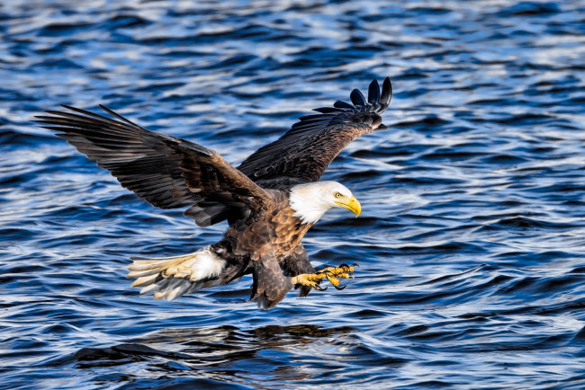 Обои картинки фото животные, птицы - хищники, полет, волны, вода, рыбалка, атака, крылья, орлан