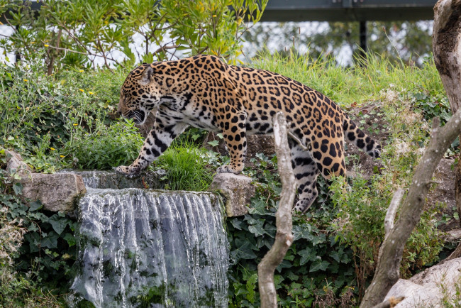 Обои картинки фото животные, Ягуары, кошка, водопад, заросли, зоопарк, пятна, прогулка