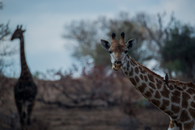 Обои картинки фото животные, жирафы, шея, морда, африка, саванна