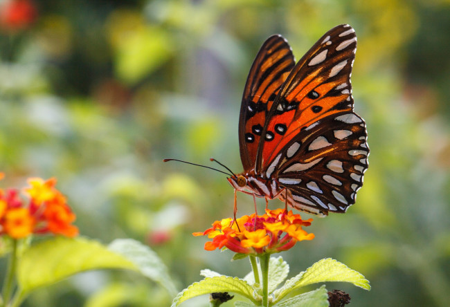 Обои картинки фото животные, бабочки, фон, бабочка, макро, bob, decker, цветы, солнечно, крылья, усики, насекомое, листья