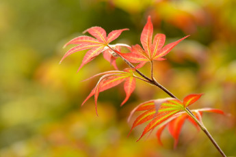 Картинка природа листья ветка осень