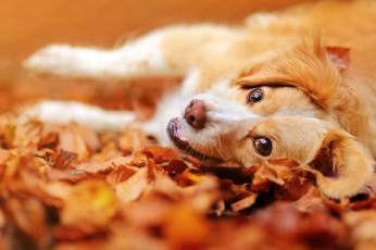 Картинка животные собаки морда взгляд собака осень листья настроение