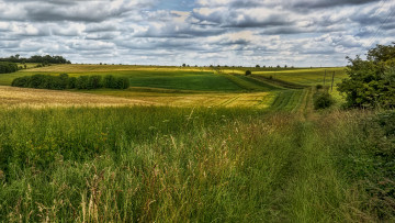 Картинка природа поля трава поле