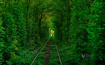 Картинка природа дороги деревья лес тоннель любви украина клевань силуэт рельсы дорога