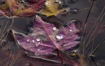 Картинка природа листья осень лист