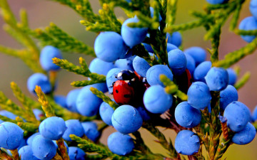 Картинка природа Ягоды ягоды плоды можжевельник макро осень растение насекомое божья коровка
