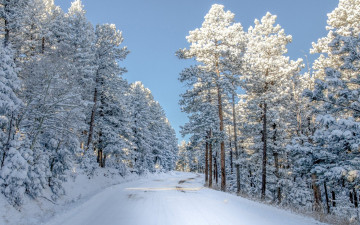 Картинка природа зима деревья снег дорога