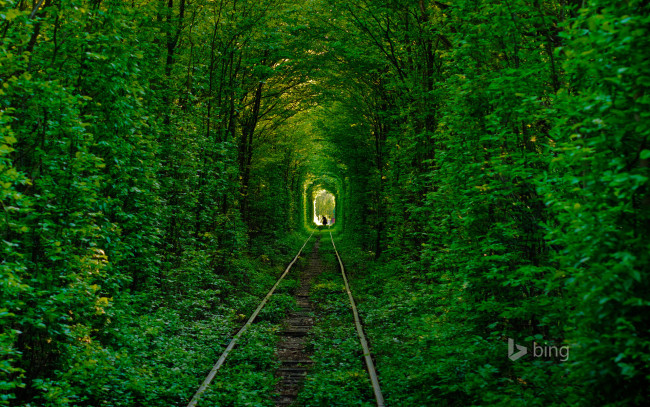 Обои картинки фото природа, дороги, деревья, лес, тоннель, любви, украина, клевань, силуэт, рельсы, дорога