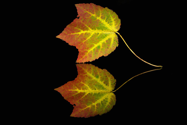 Обои картинки фото природа, листья, краски, осень, лист, отражение