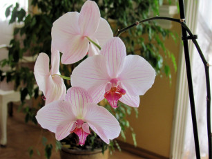 обоя цветы, орхидеи, нежность