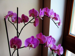 обоя цветы, орхидеи, розовый