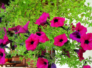 Картинка цветы петунии +калибрахоа сурфиния