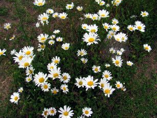 Картинка цветы ромашки белый