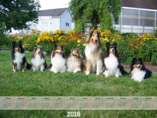 Картинка календари животные растения цветы много собака