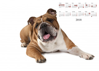 обоя календари, животные, собака, белый, фон