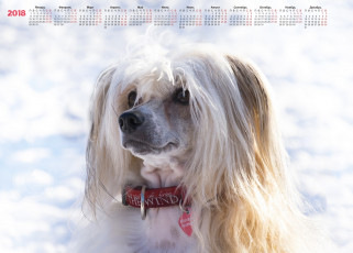 обоя календари, животные, собака, снег, взгляд, морда