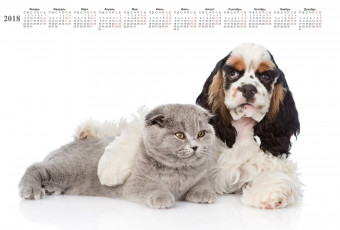 Картинка календари животные кошка собака белый фон