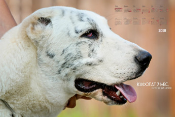 обоя календари, животные, профиль, собака, взгляд, морда