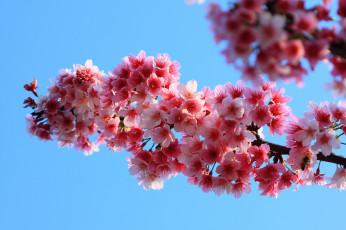 Картинка цветы цветущие+деревья+ +кустарники цветущее дерево веточки весна