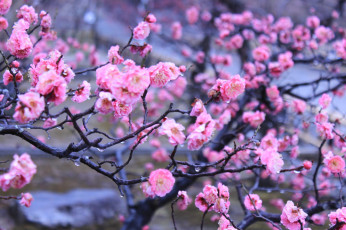 Картинка цветы цветущие+деревья+ +кустарники ветка листики цветочки цветение нежно