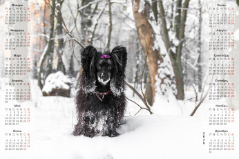 Картинка календари животные взгляд снег собака черный цвет