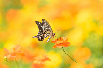 Картинка животные бабочки +мотыльки +моли макро природа цветок бабочка