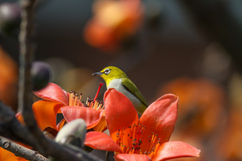 Картинка животные белоглазки белоглазка ветка цветы птичка hon cheong былый глаз хлопковое дерево тропики