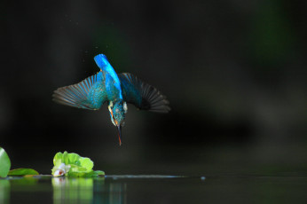 Картинка животные зимородки птицa вода полет зимородок