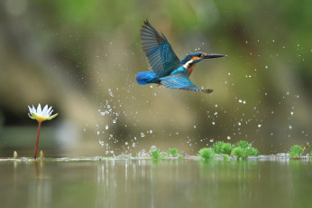 Картинка животные зимородки вода полет улов водяная лилия птицa зимородок