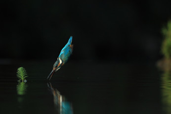 Картинка животные зимородки зимородок птицa полет вода