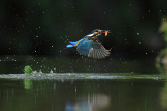 Картинка животные зимородки зимородок птицa улов полет вода брызги