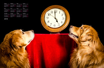 обоя календари, животные, черный, фон, часы, двое, собака