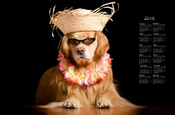 обоя календари, животные, ожерелье, очки, черный, фон, собака, шляпа