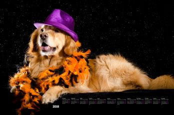 Картинка календари животные шляпа собака черный фон