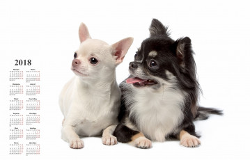 Картинка календари животные белый фон взгляд двое собака