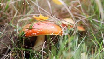 Картинка природа грибы +мухомор трава шляпка мухомор гриб