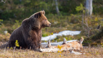 Картинка животные медведи лес брёвна peter grischott природа хищник животное медведь