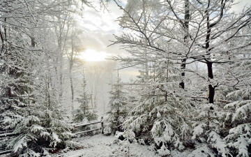 Картинка природа зима забор елки снег