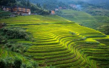 Картинка природа пейзажи гуанси терассы горы склон дом чайная плантация китай