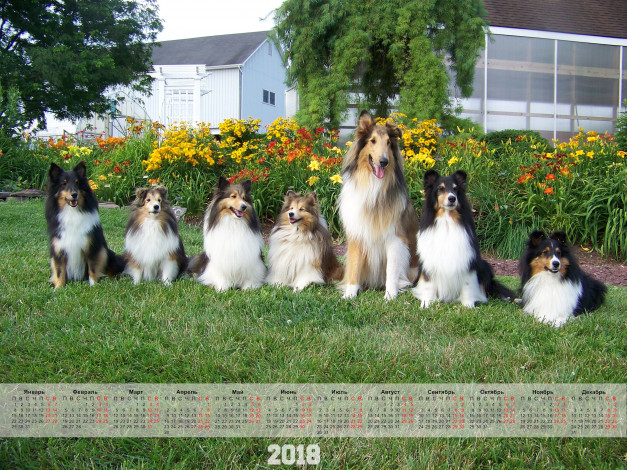 Обои картинки фото календари, животные, растения, цветы, много, собака